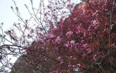 云南石林景区的樱花