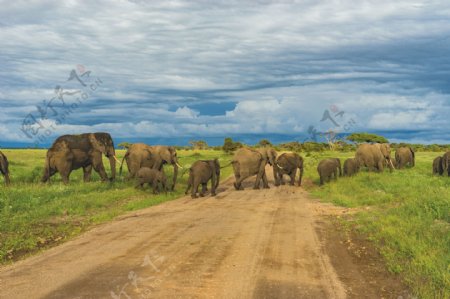 大象大象群泰国野生群居