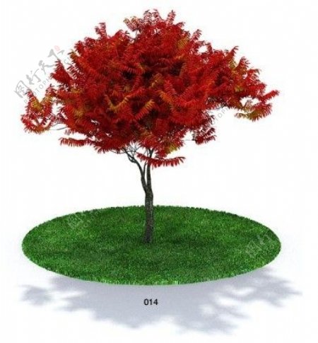 红叶植物模型