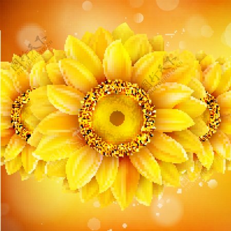 圆形绚丽向日葵花朵金色背景纹理素材