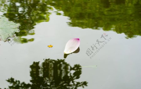 荷花荷花池池塘洪湖公园