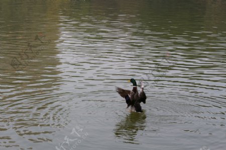 水鸭鸭子戏水