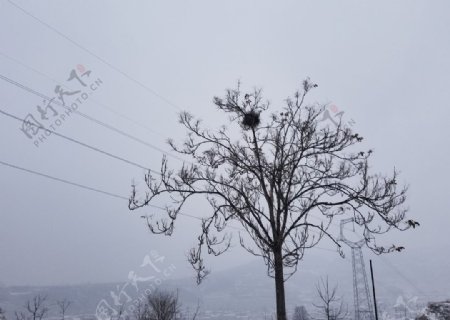 雪中树