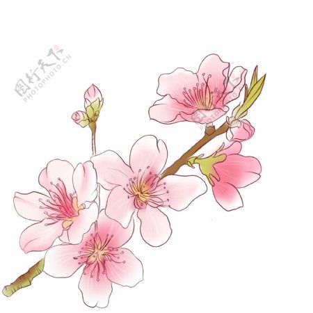 手绘植物通用元素水彩手绘中国风桃花