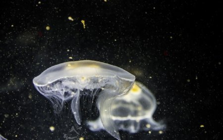 美丽透明的水母