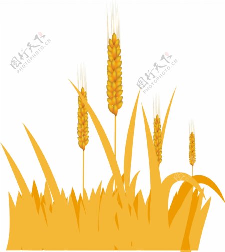 矢量图金黄色小麦