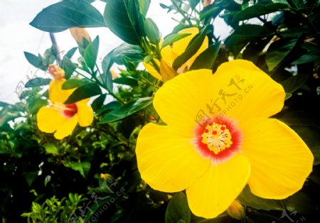 黄色大花瓣植物花朵