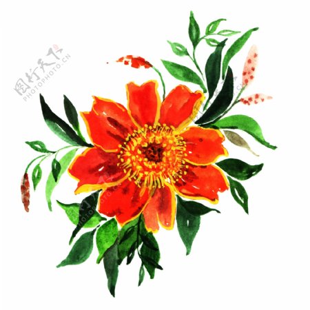 手绘橙红色水彩花卉