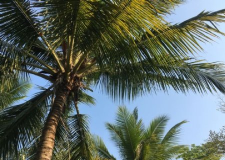 椰树三亚风景