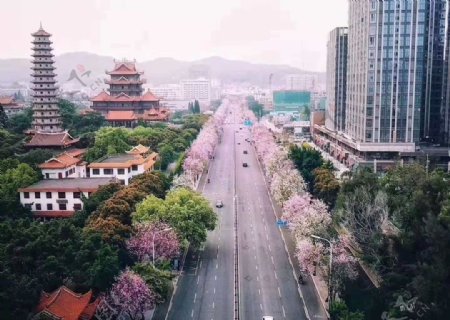 福州西禅寺紫荆花