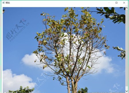 植物蓝天白云树木摄影图