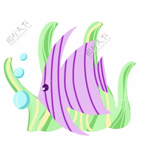 紫色小鱼海洋生物