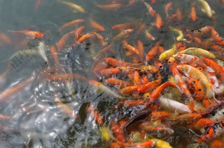 池塘抢食的红黄鲤鱼拍摄