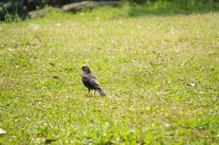 草地上的灰色小雀摄影