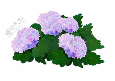 手绘紫色绣球花簇装饰图案
