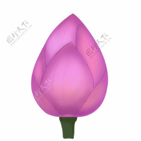 紫色花朵荷花插图