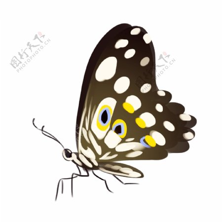 黑黄色蝴蝶装饰插画