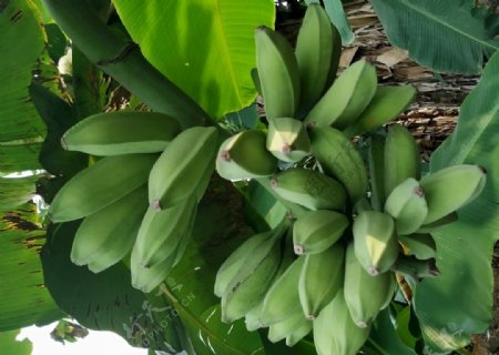 香蕉芭蕉水果果园