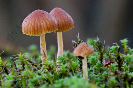 地面小蘑菇摄影