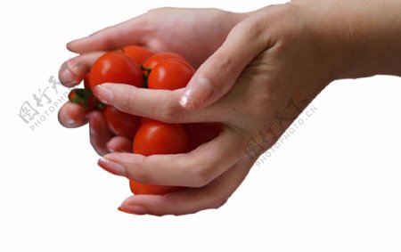 手捧水果小番茄
