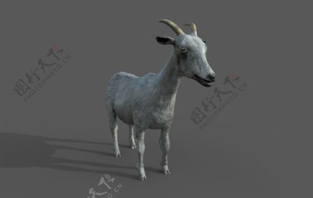 写实动物羊模型png透明底图