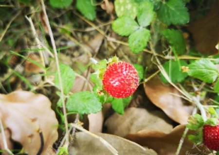 红色蛇莓果