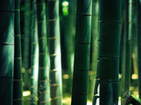 山里的竹子绿色护眼风景
