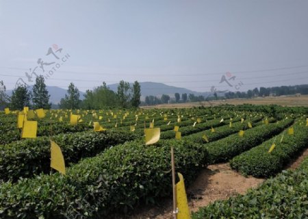 绿茶江北绿茶生态茶园生态