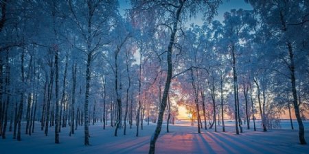 冬天阳光森林大雪风景