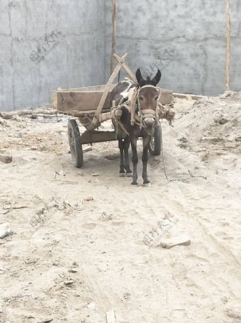 南疆农村的驴车