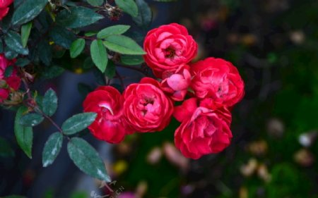 灿烂的玫瑰花盆栽