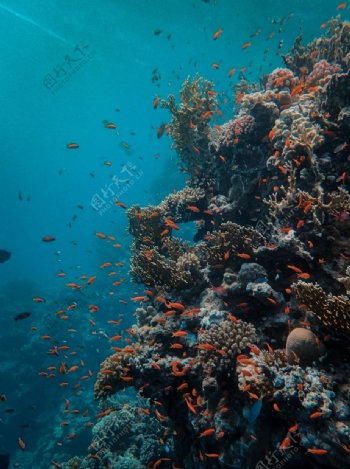 海洋珊瑚礁鱼群
