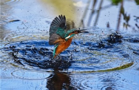 鳥捕食