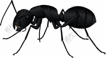 黑蚂蚁矢量图