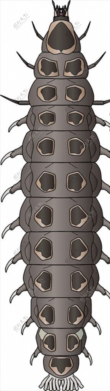 昆虫系列小甲虫幼虫