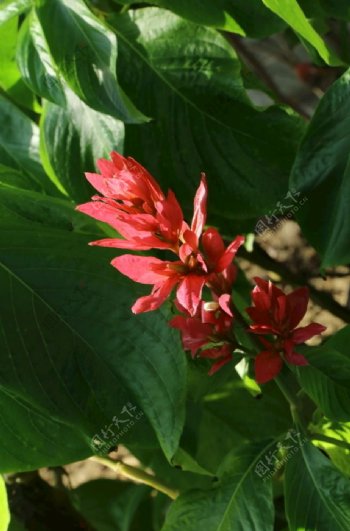 赤苞花