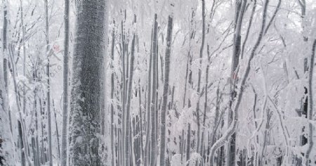 冬天树林树木森林风景