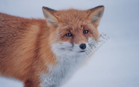 狐狸野生动物冬天背景
