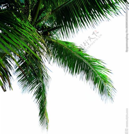 椰树挂角树