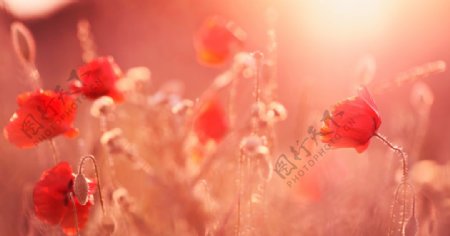 红色花朵草地阳光背景