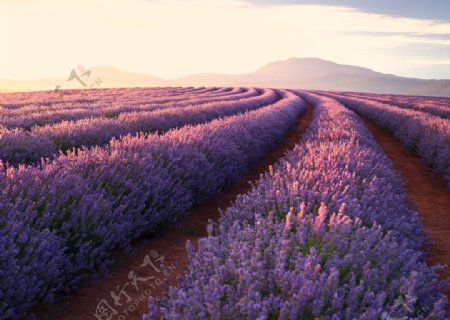 薰衣草紫色花朵群山风景
