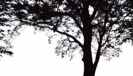 暗色前景树