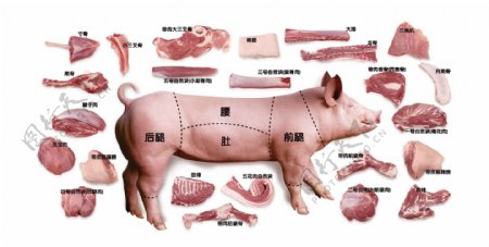 猪肉分布