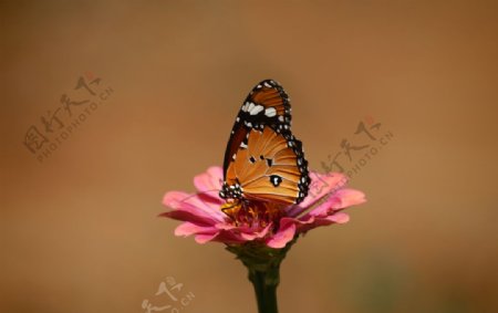 花丛中飞舞的蝴蝶