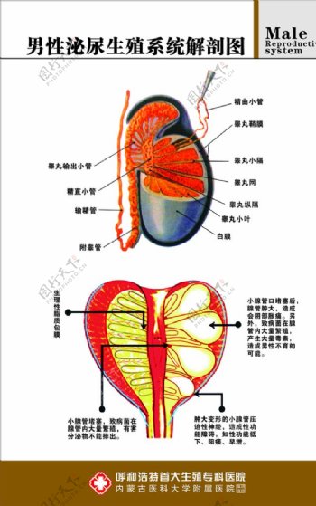 男性泌尿生殖系统解剖图