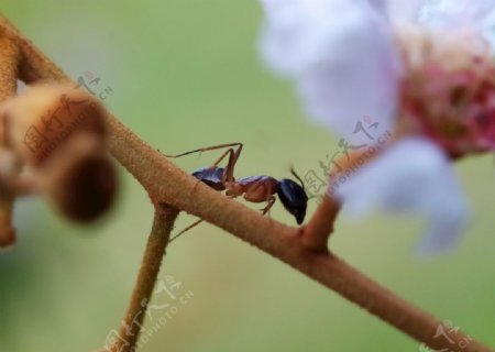 蚂蚁鲜花开花昆虫植物