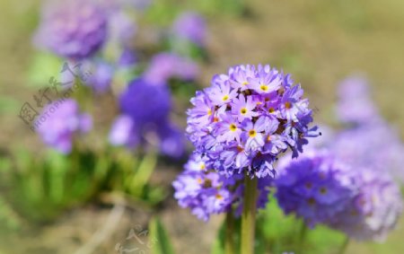 報(bào)春花