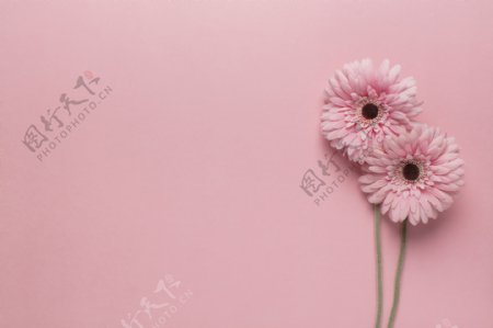 两朵粉红的花