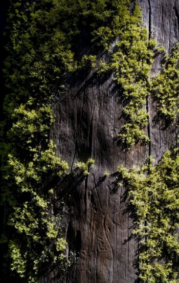 青苔苔藓潮湿木板背景素材