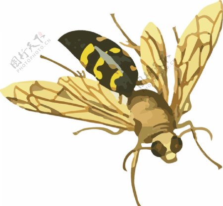 虎头蜜蜂昆虫插画